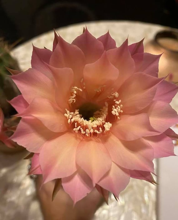 Gus'  Peach Echinopsis Blooming Size Plant!