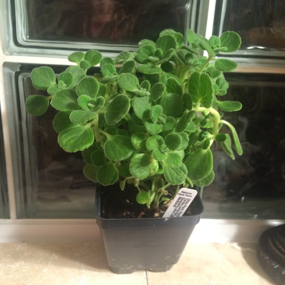 Medicinal VICKS Plant!