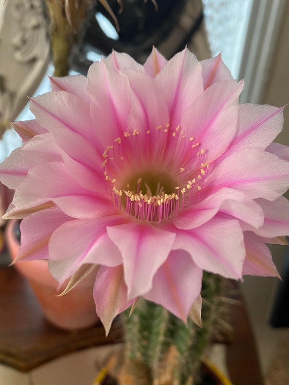 New Offering!  'Pink Charmer' Echinopsis Plant!