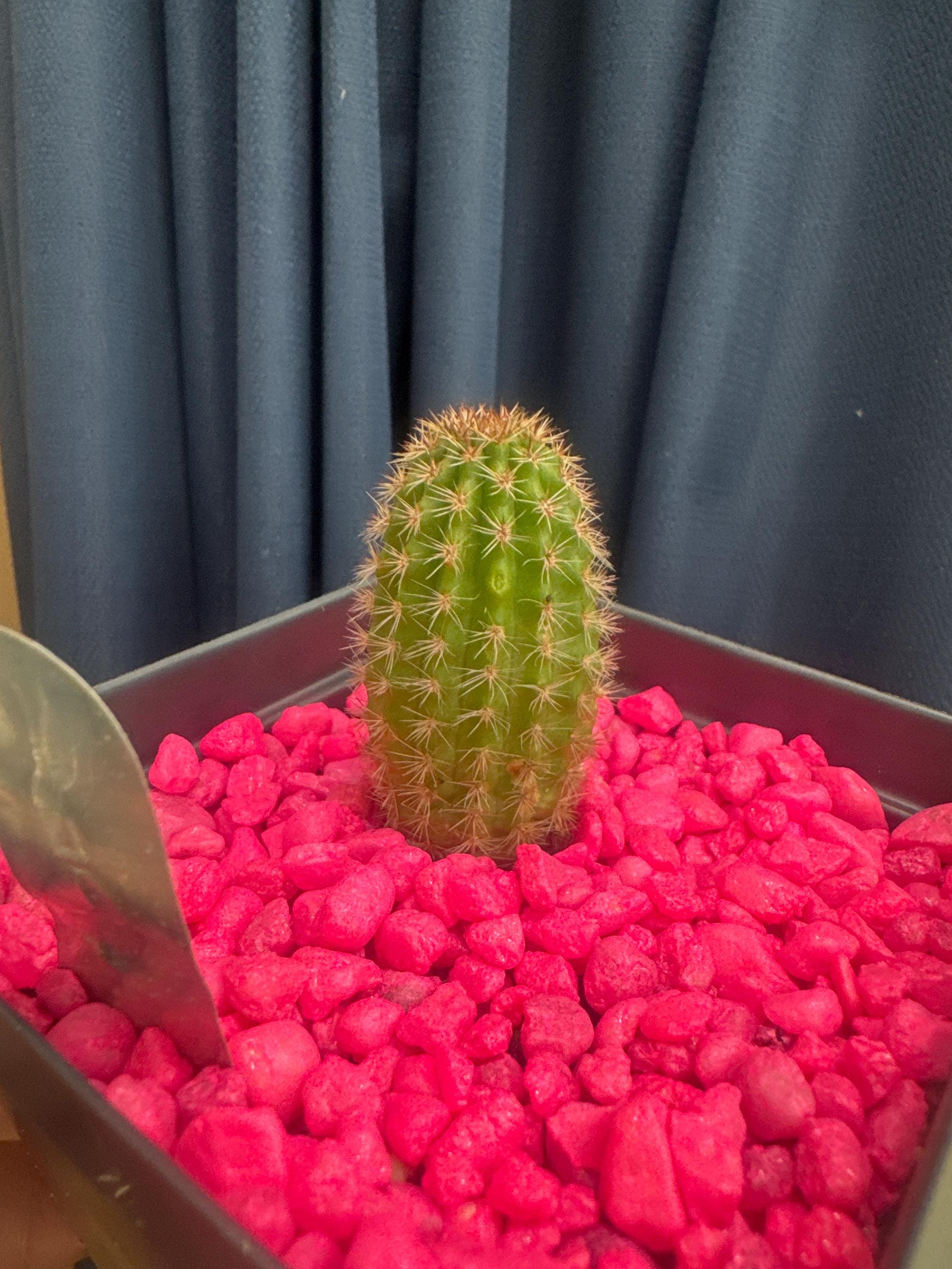 New Offering! Naheroschen Hildewintera Hybrid Starter Plant! - Etsy