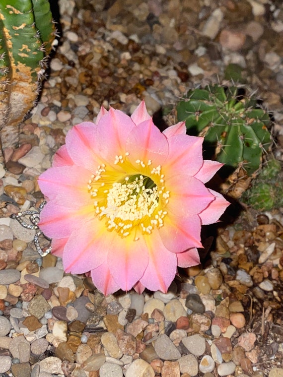 New! ‘Sunny Side Up’ Echinopsis Cactus Starter