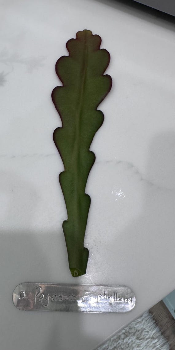 Gorgeous ‘Pegasus’ Epiphyllum Cutting! NEW & LIMITED QUANTITIES!