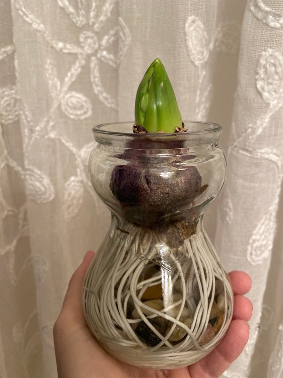 Hyacinth Forcing Vase