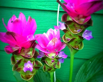 Curcuma Ginger-Beautiful & Exotic/Siam Tulip-Hot Pink