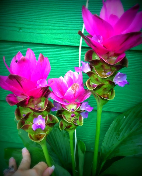 Curcuma Ginger-Beautiful & Exotic/Siam Tulip-Hot Pink