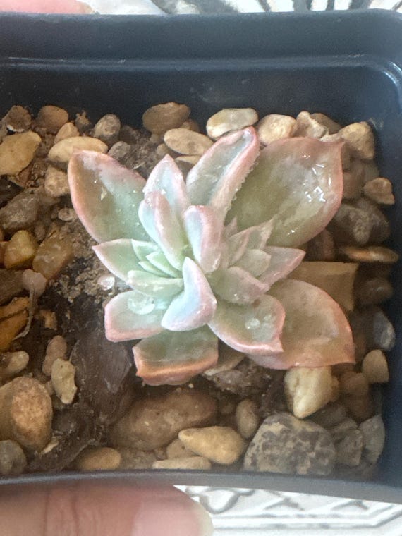 Double Echeveria Rosea Succulent Plant!