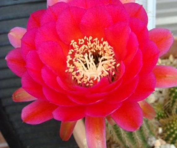 Cherry Red Trichocereus Cactus Plant-3”