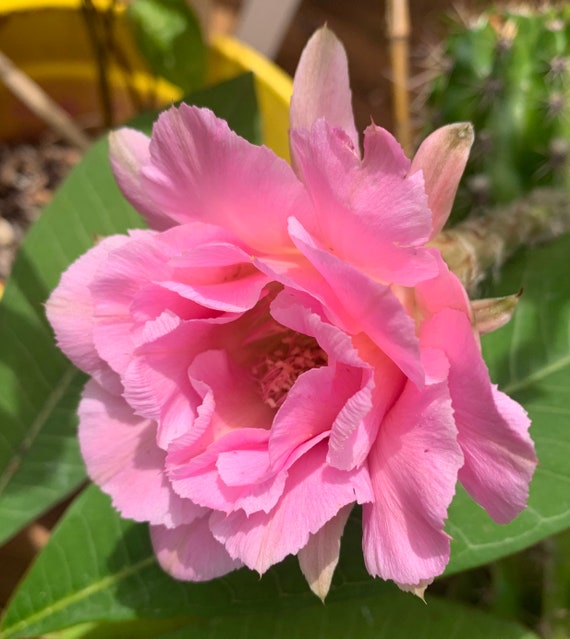 Schick Hybrid ‘Tuffet’ Echinopsis Plants!