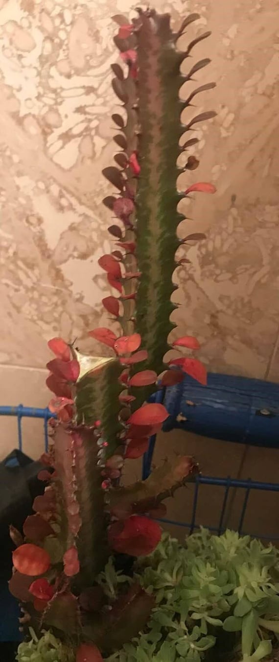 GOOD LUCK PLANT 'Royal Red'