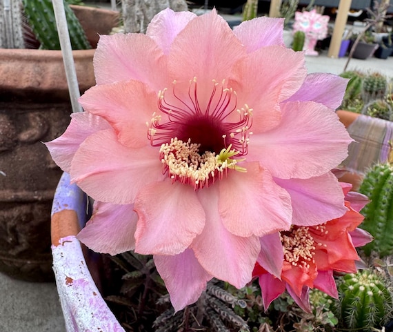 Ishtar Echinopsis Hybrid Plant!