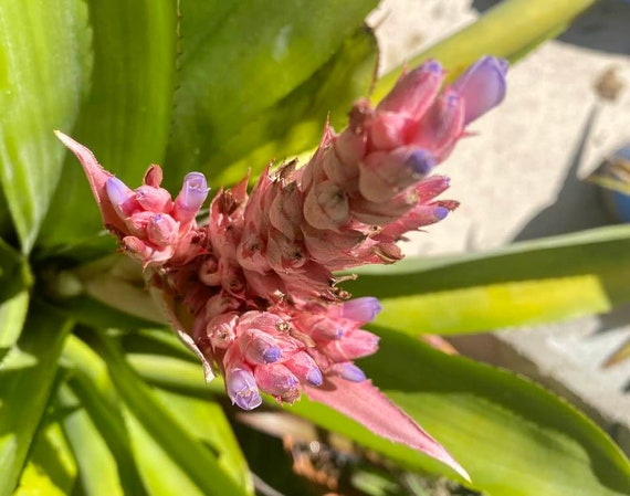 Aechmea Fasciata Bromeliad Plant