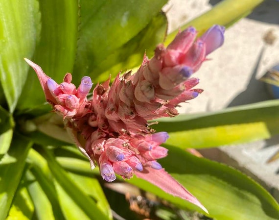 Aechmea Fasciata Bromeliad Offset