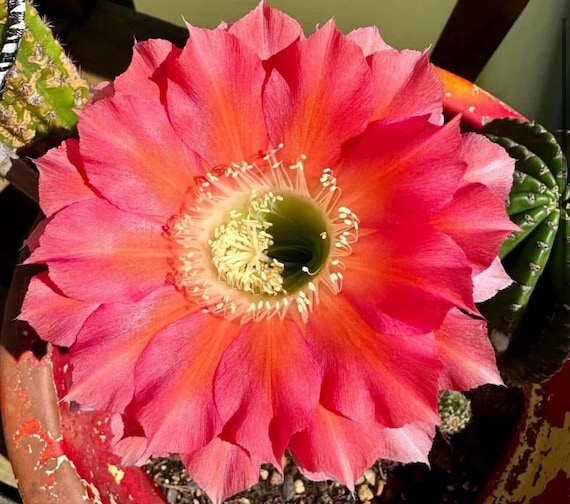 Monet Echinopsis Hybrid Starters!