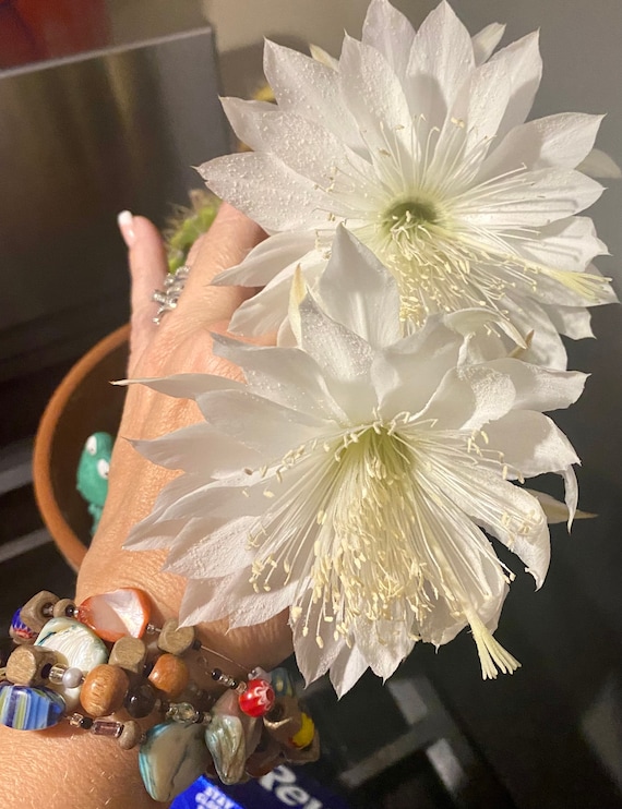 Echinopsis Calochlora Cactus Plants!