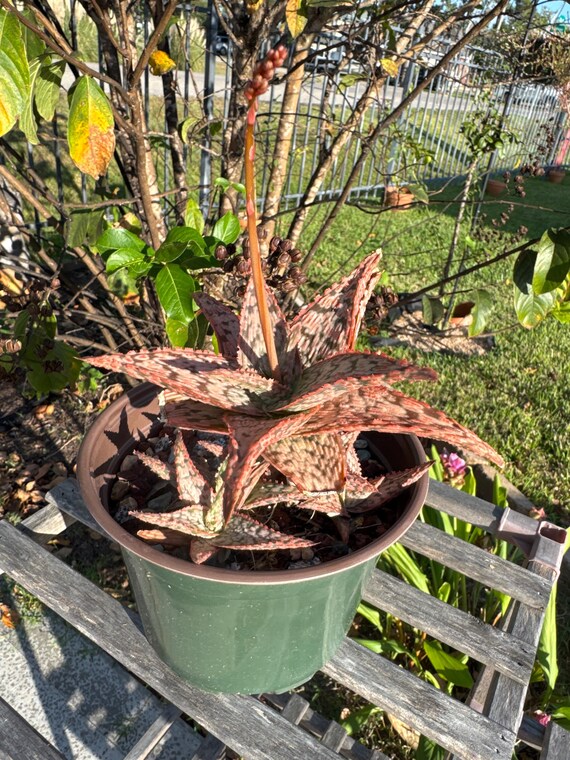Pink Blush Hybrid Aloe Cluster!
