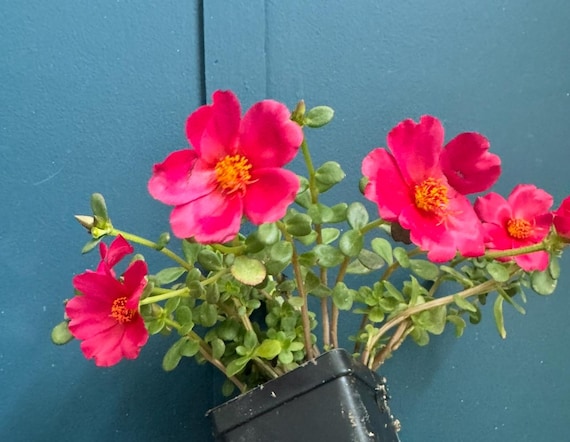 Box of Portulacas-Five Plants!