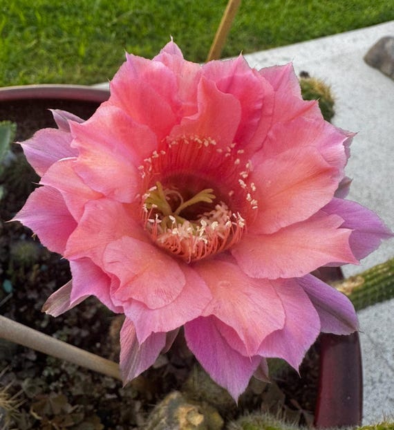 Fluffy Ruffles Echinopsis Starter!