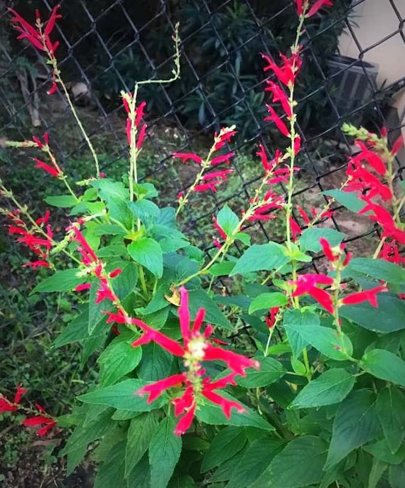Bring on the Hummingbirds! Pineapple Sage Plants!!!