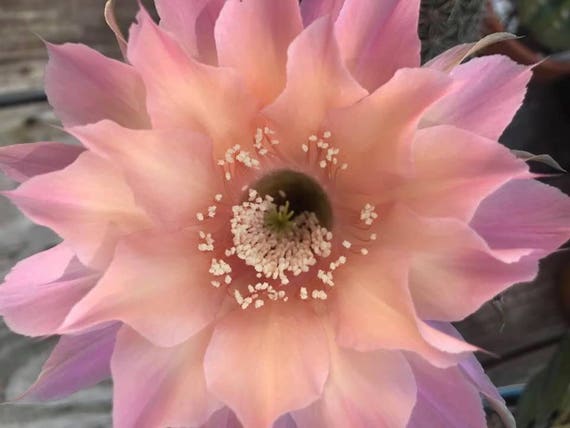Gus'  Peach Echinopsis Starter Plant!