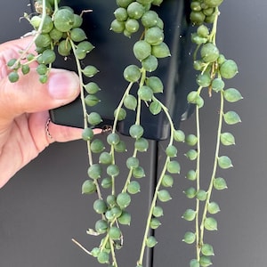 May include: A string of pearls succulent plant with spherical, pea-like green leaves trailing from a square black plastic pot. The plant features multiple long, thin stems densely covered in small, round, fleshy foliage in various shades of green.