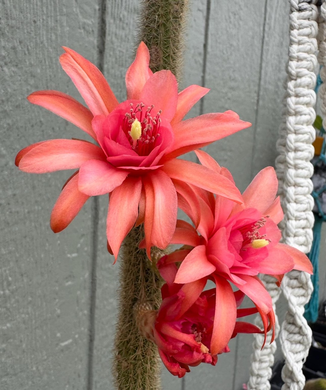 Rare & Exciting Find! Traisengluck Hildewintera Hybrid Plant-large