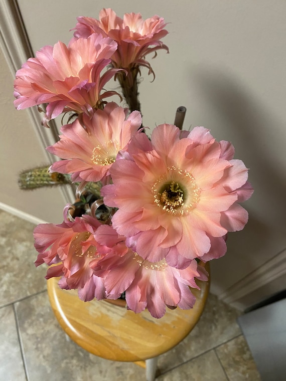 Salmon Queen Echinopsis Starters