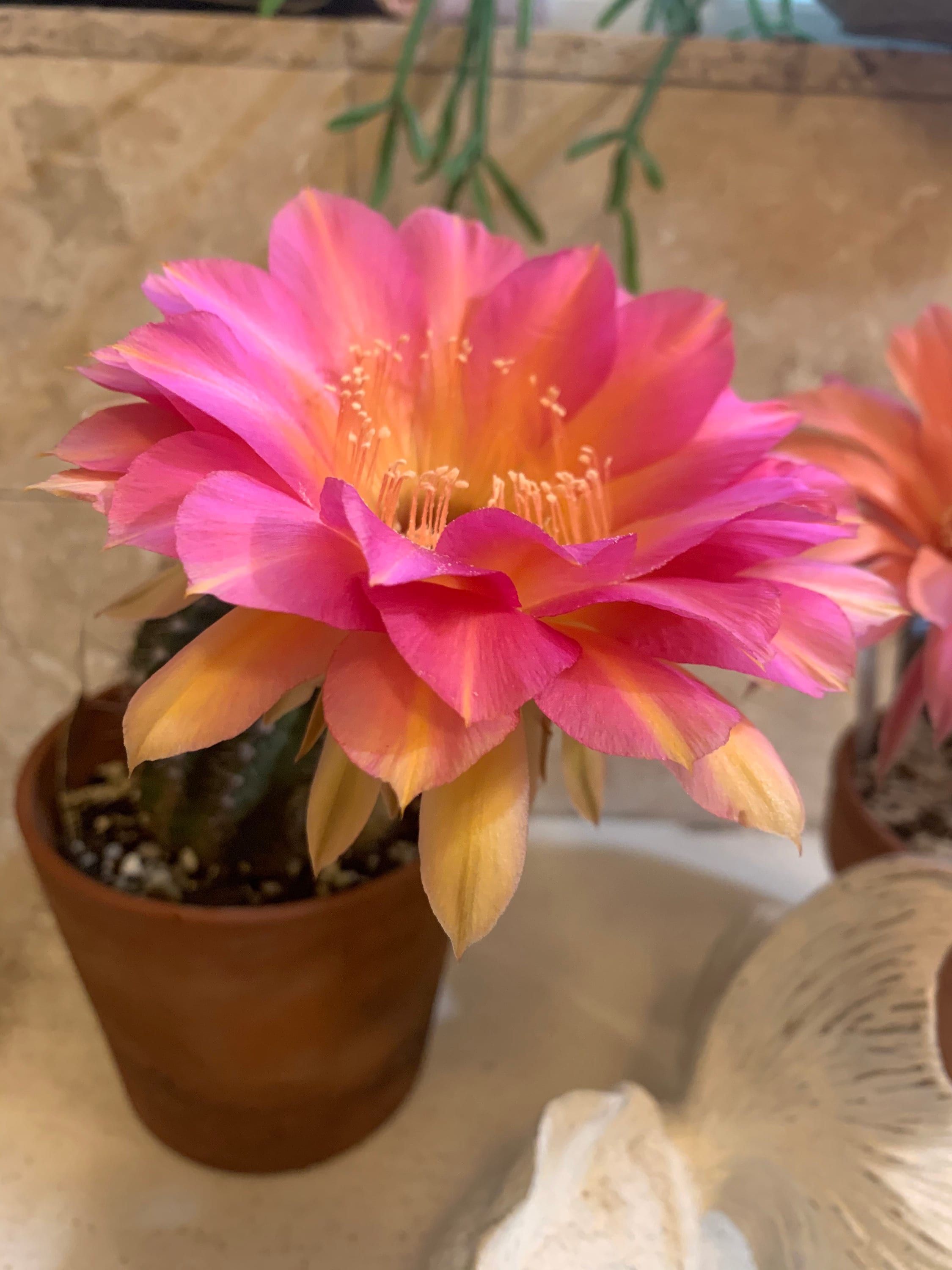 Fond Adieu Echinopsis Blooming Size Plant