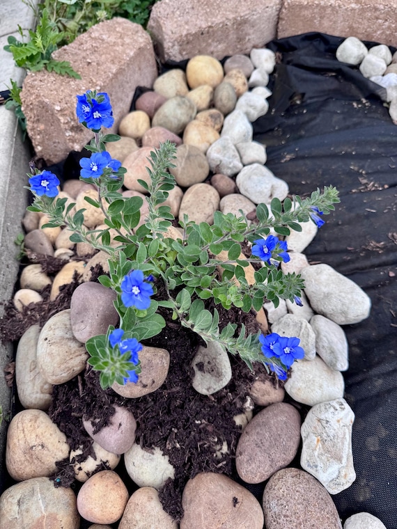 Gorgeous Blue Daze Plants!