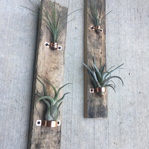 air plant hanger pair with live air plants