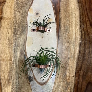 Luchtplantenhanger met decoratieve luchtplanten