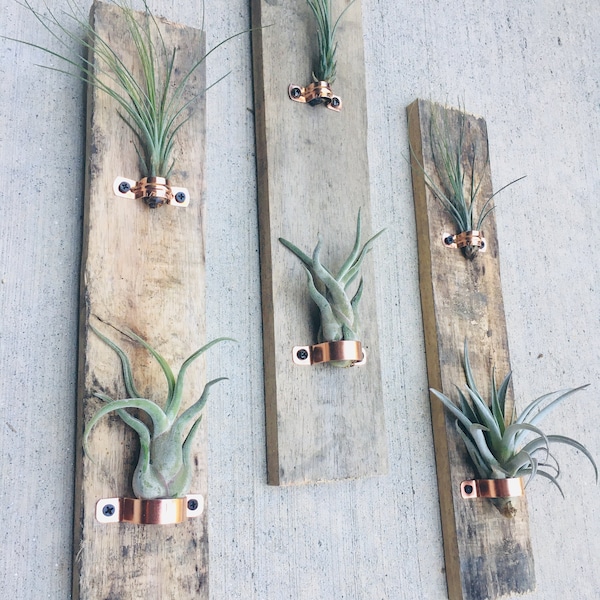 Air plant hanger 3 set with live airplants