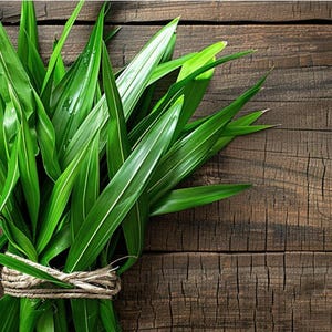 Op de afbeelding: Een bundel verse, heldergroene bladeren vastgebonden met touw, tegen een rustieke, donkerbruine houten achtergrond. De bladeren hebben een glanzende textuur en prominente nerven, wat wijst op een natuurlijk, biologisch product.