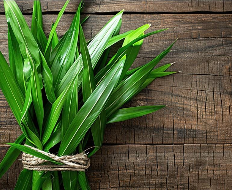 Pandan leaf - Etsy 日本