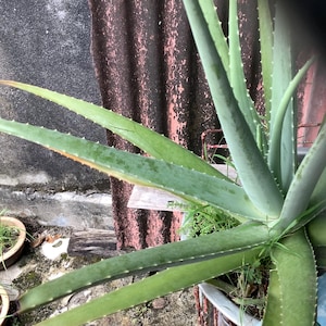 Original Aloe Vera authentic gel