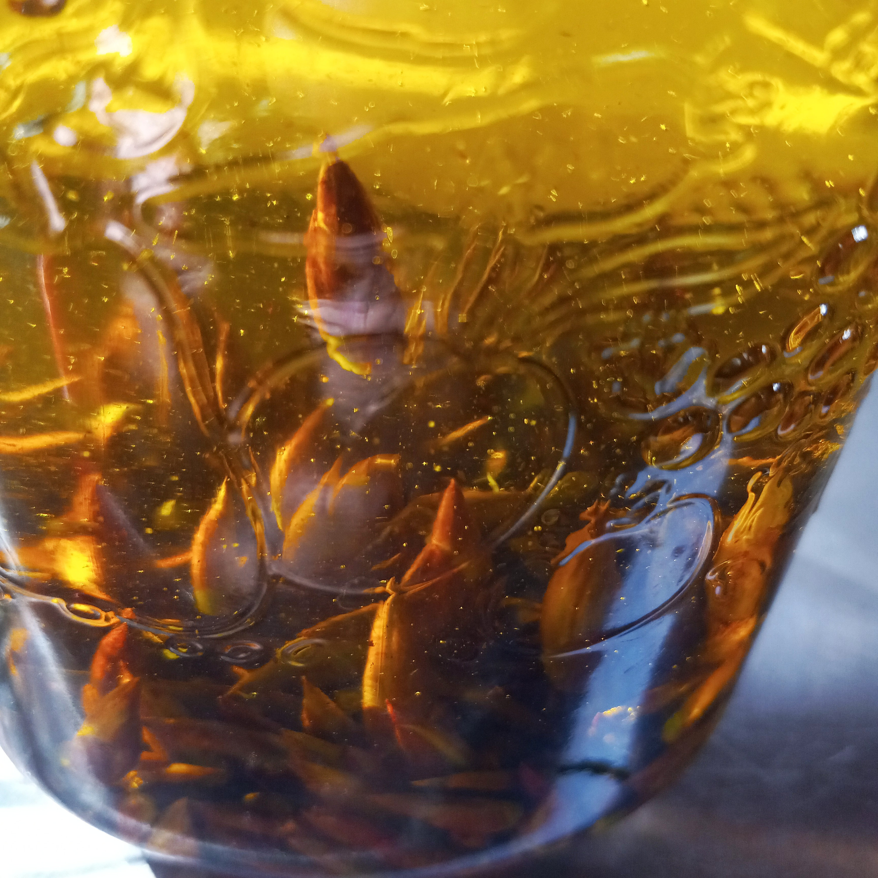Balsam Poplar Salve Responsibly Wildcrafted Etsy Canada