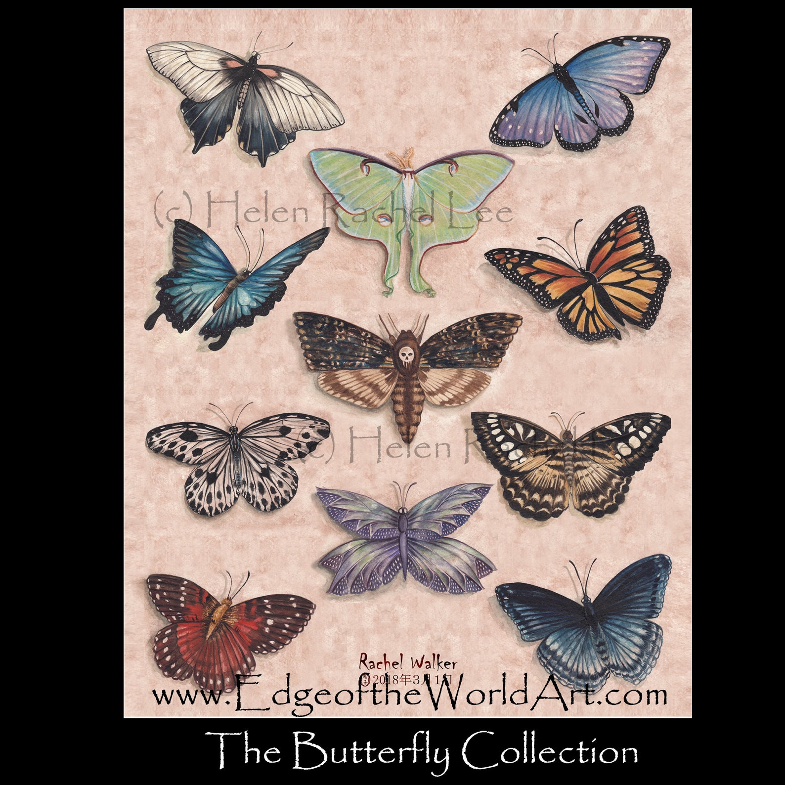 Butterfly, Collection, Museum, Butterfly Display, Victorian, Monarch