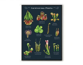 A3 Carnivorous Plants Print. Insect Eating Plants Wall Art. Botanical Wall Art, Carnivorous Plant Lover Gift. Plant Artwork of Indoor Plants