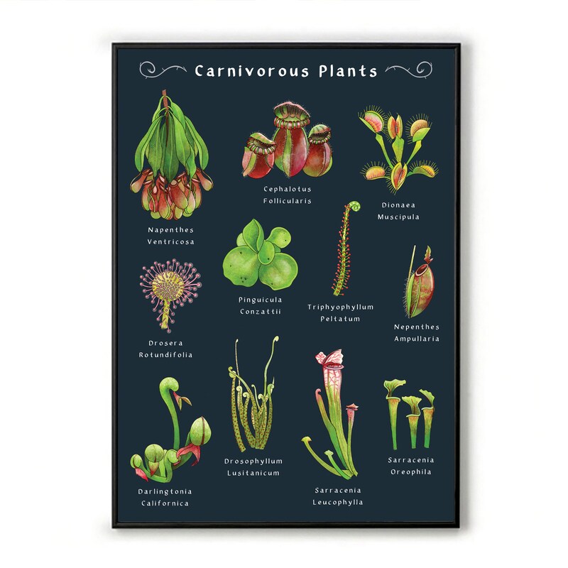 Plant Print - Etsy