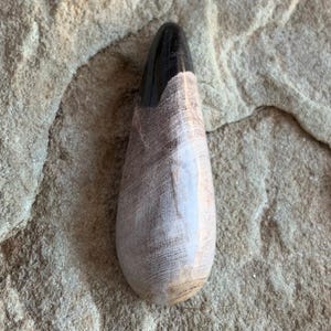 Indonesian Palm Root Domed Teardrop Cabochon