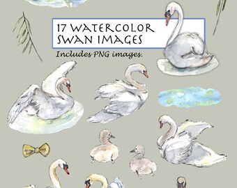 CLIP ART- Watercolor Swan Set. 17 Images. Digital Download. Swan. Waterfowl. Gracefully. Long-necked bird.