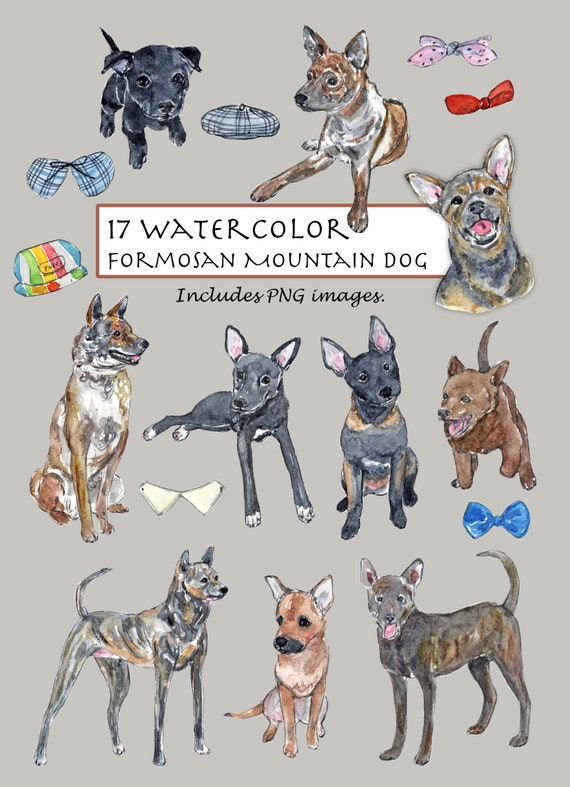 CLIP ART Watercolor Formosan Mountain Dog Set. 17 Images. Digital