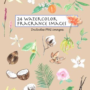 CLIP ART- Watercolor Fragrance Set. 24 Images. Digital Download. Vanilla. Ylang-ylang. Coconut. Cotton Flower. Alpine Flower. Orange Blossom