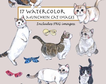 Clipart de gato Munchkin en acuarela: 17 imágenes PNG (descarga digital)