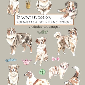 CLIP ART- Watercolor Red Merle Australian Shepherd Set. 17 Images. Digital Download. Puppy. Doggy. Crown.