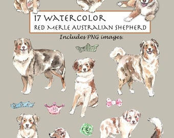 May include: Watercolor illustrations of 17 red merle Australian Shepherd dogs in various poses. The dogs are depicted with different accessories, including crowns, bows, and toys. The text "17 Watercolor Red Merle Australian Shepherd Includes PNG images." is included in the image.