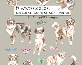 CLIP ART- Watercolor Red Merle Australian Shepherd Set. 17 Images. Digital Download. Puppy. Doggy. Crown.