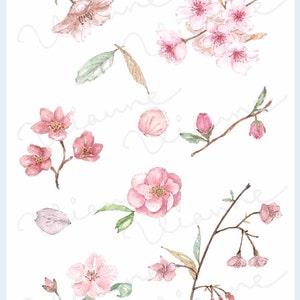 CLIP ART Watercolor Vintage Cherry Blossom Set. 10 Images. Digital Download. Flower. Nature. image 2