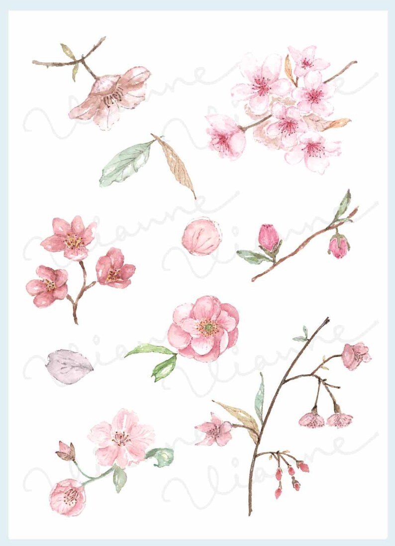 CLIP ART Watercolor Vintage Cherry Blossom Set. 10 Images. Digital Download. Flower. Nature. image 2