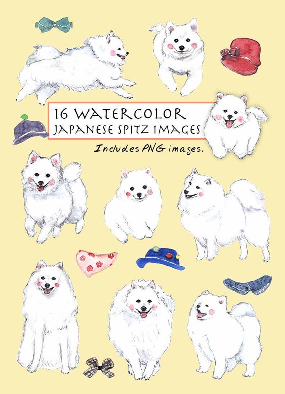 japanese spitz south africa