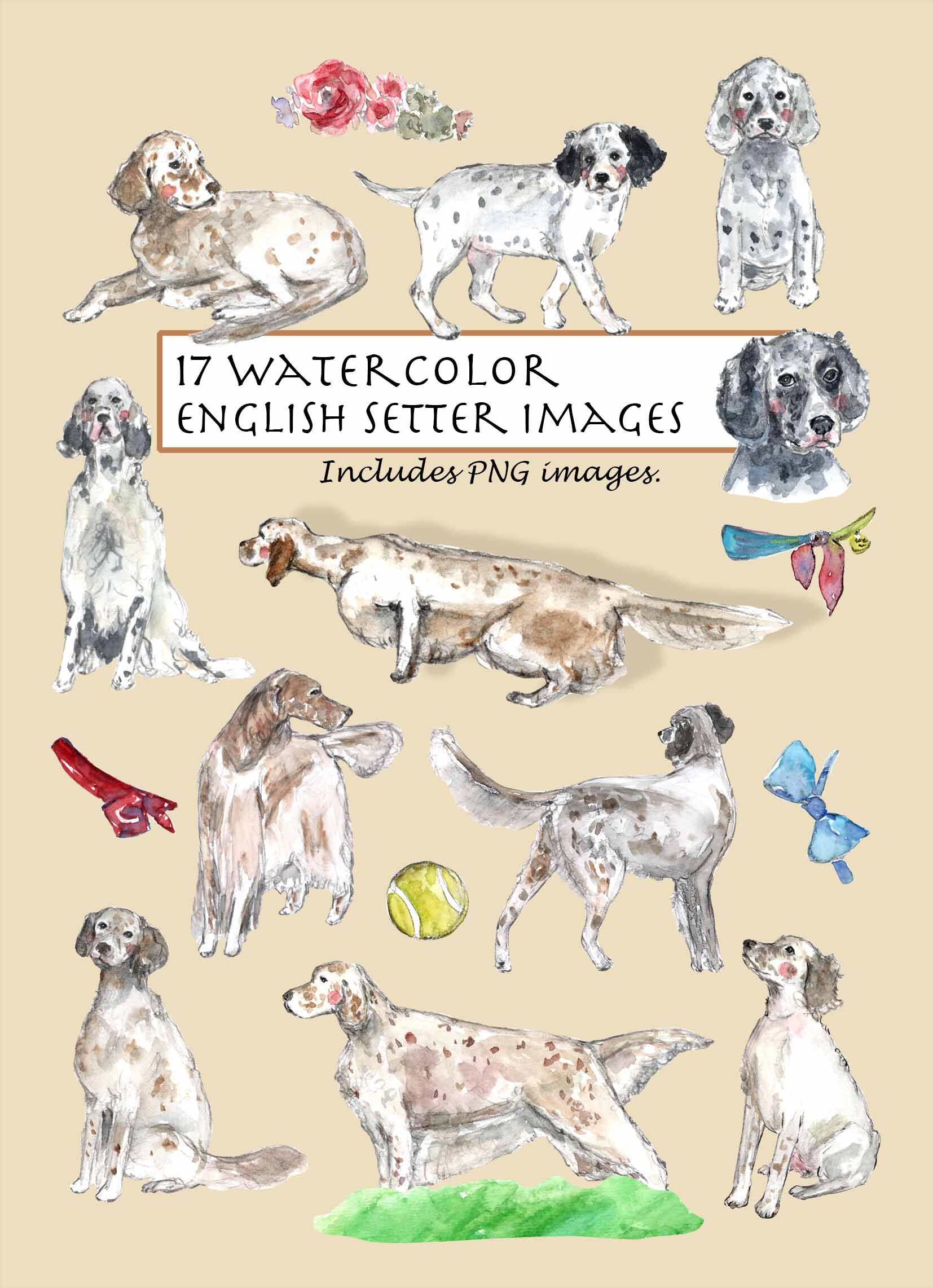 CLIP ART Watercolor English Setter Set. 17 Images. Digital Download